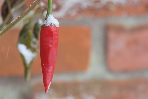 coltivare peperoncino in inverno