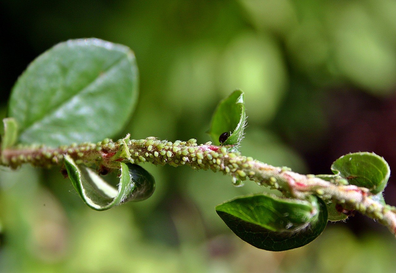 Eliminare afidi dalle piante di peperoncino in modo naturale